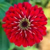 250 Red Cherry Queen Zinnia Elegans Flower Seeds - Annual Blooms - Image 1
