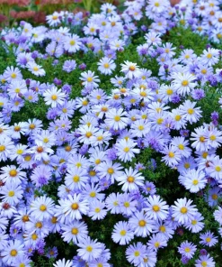 250 Sky Blue Aster Azureus Flower Seeds – Vibrant Perennial Blooms - Image 2