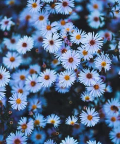 250 Sky Blue Aster Azureus Flower Seeds – Vibrant Perennial Blooms - Image 3
