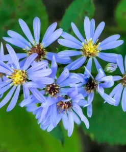 250 Sky Blue Aster Azureus Flower Seeds – Vibrant Perennial Blooms - Image 4