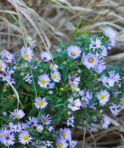 250 Sky Blue Aster Azureus Flower Seeds – Vibrant Perennial Blooms - Image 5