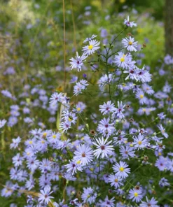 250 Sky Blue Aster Azureus Flower Seeds – Vibrant Perennial Blooms - Image 6