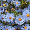 250 Sky Blue Aster Azureus Flower Seeds – Vibrant Perennial Blooms - Image 1