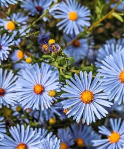 250 Sky Blue Aster Azureus Flower Seeds – Vibrant Perennial Blooms - Image 1