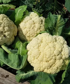 250 Snowball Cauliflower Seeds - Heirloom Vegetable for Home Gardens - Image 3