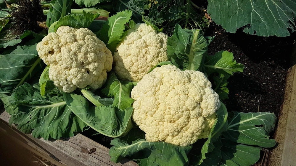 250 Snowball Cauliflower Seeds - Heirloom Vegetable for Home Gardens - Image 3