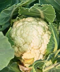 250 Snowball Cauliflower Seeds - Heirloom Vegetable for Home Gardens - Image 4