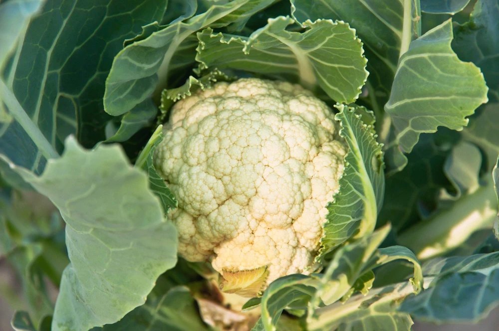 250 Snowball Cauliflower Seeds - Heirloom Vegetable for Home Gardens - Image 4