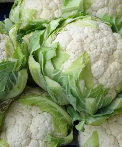 250 Snowball Cauliflower Seeds - Heirloom Vegetable for Home Gardens - Image 5