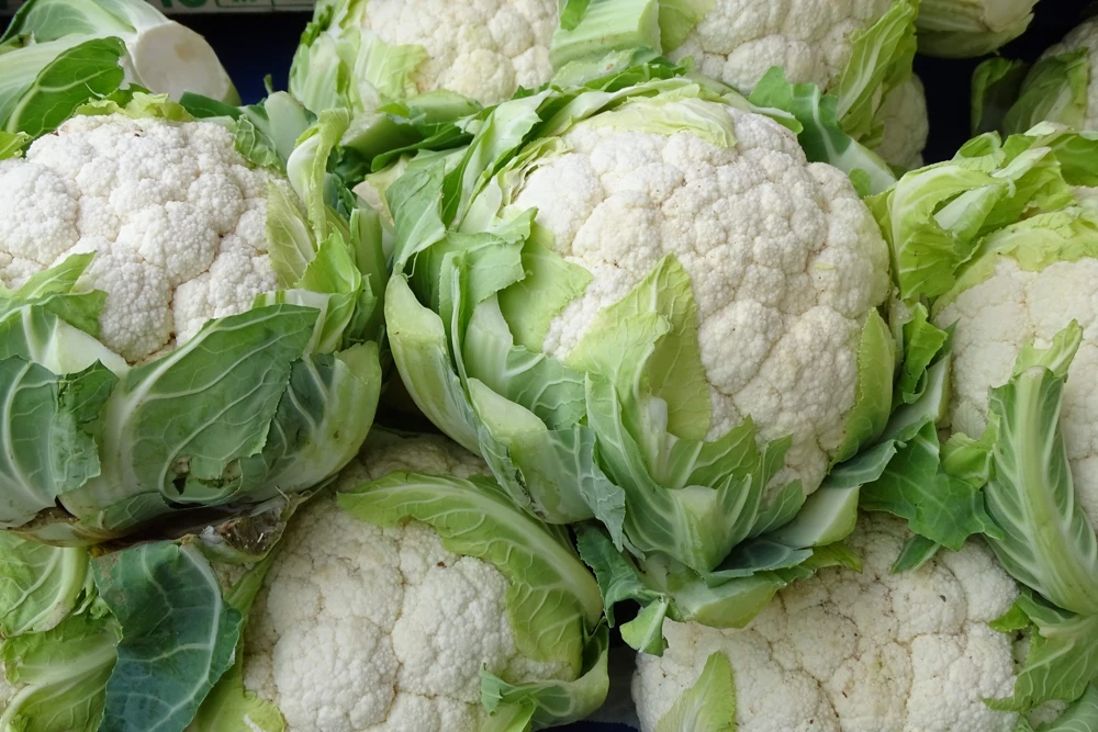 250 Snowball Cauliflower Seeds - Heirloom Vegetable for Home Gardens - Image 5