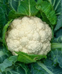 250 Snowball Self-Blanching Cauliflower Seeds - White Brassica Oleracea - Image 2