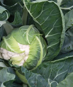 250 Snowball Self-Blanching Cauliflower Seeds - White Brassica Oleracea - Image 3