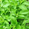 250 Stevia Sweetleaf Herb Seeds for Planting - Natural Sweetener Plant - Image 1