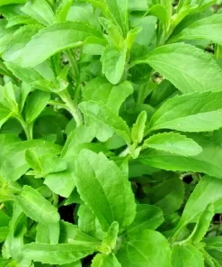 250 Stevia Sweetleaf Herb Seeds for Planting - Natural Sweetener Plant - Image 1