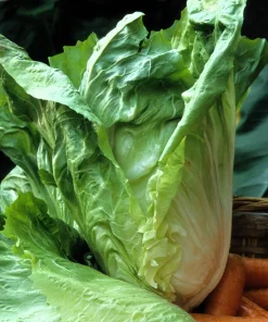 250 Sugar Loaf Endive Seeds - Radicchio Escarole Green Vegetable - Image 2