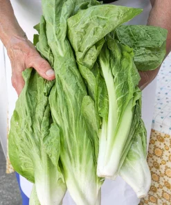 250 Sugar Loaf Endive Seeds - Radicchio Escarole Green Vegetable - Image 3