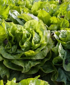 250 Sugar Loaf Endive Seeds - Radicchio Escarole Green Vegetable - Image 4