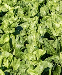 250 Sugar Loaf Endive Seeds - Radicchio Escarole Green Vegetable - Image 6