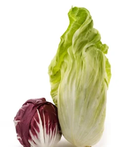 250 Sugar Loaf Endive Seeds - Radicchio Escarole Green Vegetable - Image 7