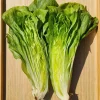 250 Sugar Loaf Endive Seeds - Radicchio Escarole Green Vegetable - Image 1