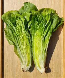 250 Sugar Loaf Endive Seeds - Radicchio Escarole Green Vegetable - Image 1