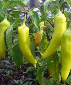 250 Sweet Banana Pepper Seeds - Hungarian Capsicum Annuum Vegetable - Image 2