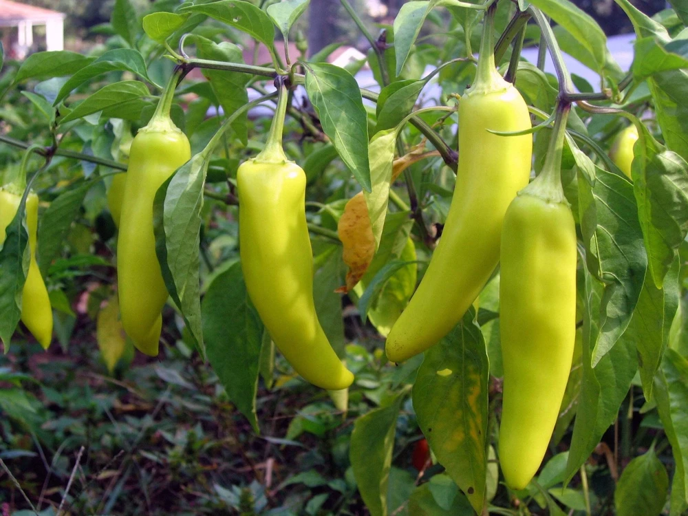 250 Sweet Banana Pepper Seeds - Hungarian Capsicum Annuum Vegetable - Image 2