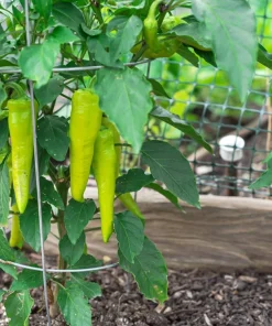 250 Sweet Banana Pepper Seeds - Hungarian Capsicum Annuum Vegetable - Image 3