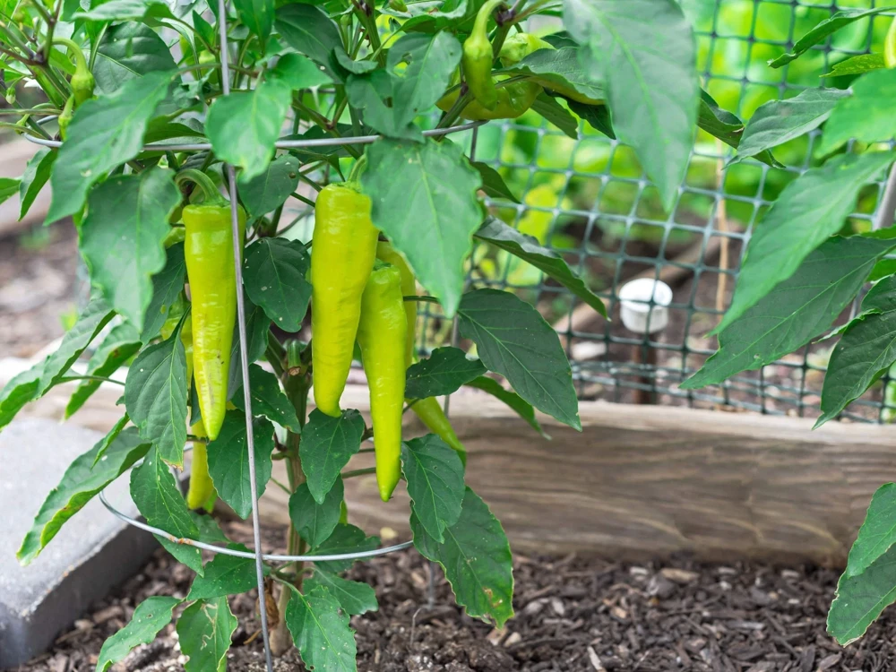 250 Sweet Banana Pepper Seeds - Hungarian Capsicum Annuum Vegetable - Image 3