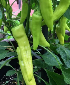 250 Sweet Banana Pepper Seeds - Hungarian Capsicum Annuum Vegetable - Image 4
