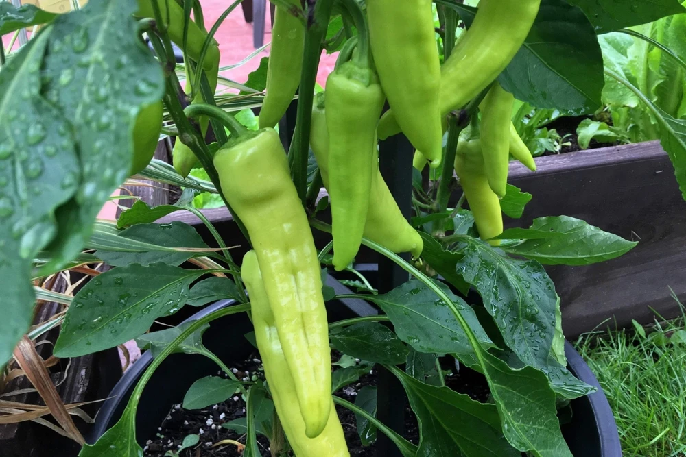 250 Sweet Banana Pepper Seeds - Hungarian Capsicum Annuum Vegetable - Image 4