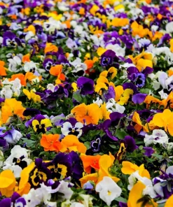 250 Swiss Giant Pansy Seeds - Mixed Colors Viola Wittrockiana Flower Seeds, 6-12
