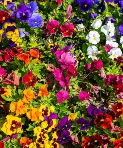 250 Swiss Giant Pansy Seeds - Mixed Colors Viola Wittrockiana Flower Seeds, 6-12