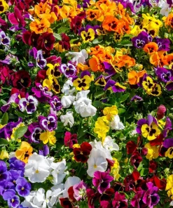 250 Swiss Giant Pansy Seeds - Mixed Colors Viola Wittrockiana Flower Seeds, 6-12