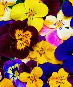 250 Swiss Giant Pansy Seeds - Mixed Colors Viola Wittrockiana Flower Seeds, 6-12