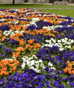 250 Swiss Giant Pansy Seeds - Mixed Colors Viola Wittrockiana Flower Seeds, 6-12