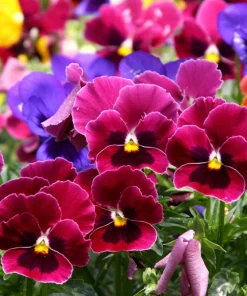 250 Swiss Giant Pansy Seeds - Mixed Colors Viola Wittrockiana Flower Seeds, 6-12
