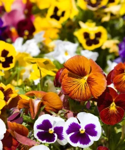 250 Swiss Giant Pansy Seeds - Mixed Colors Viola Wittrockiana Flower Seeds, 6-12