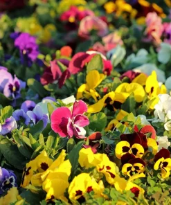 250 Swiss Giant Pansy Seeds - Mixed Colors Viola Wittrockiana Flower Seeds, 6-12