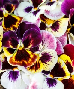 250 Swiss Giant Pansy Seeds - Mixed Colors Viola Wittrockiana Flower Seeds, 6-12