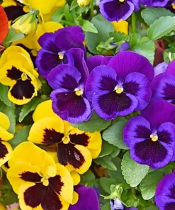 250 Swiss Giant Pansy Seeds - Mixed Colors Viola Wittrockiana Flower Seeds, 6-12