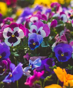 250 Swiss Giant Pansy Seeds - Mixed Colors Viola Wittrockiana Flower Seeds, 6-12