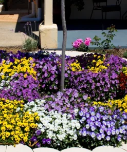 250 Swiss Giant Pansy Seeds - Mixed Colors Viola Wittrockiana Flower Seeds, 6-12