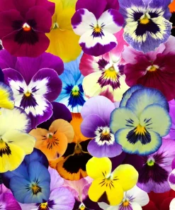 250 Swiss Giant Pansy Seeds - Mixed Colors Viola Wittrockiana Flower Seeds, 6-12