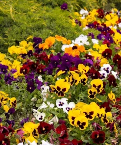 250 Swiss Giant Pansy Seeds - Mixed Colors Viola Wittrockiana Flower Seeds, 6-12