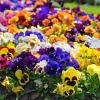 250 Swiss Giant Pansy Seeds - Mixed Colors Viola Wittrockiana Flower Seeds, 6-12" Tall, All Summer Blooms - Image 1