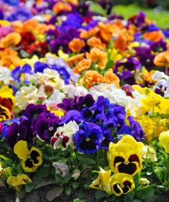 250 Swiss Giant Pansy Seeds - Mixed Colors Viola Wittrockiana Flower Seeds, 6-12