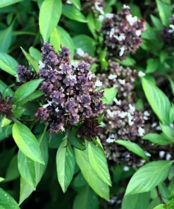 250 Thai Basil Seeds - Siam Queen Ocimum Thyrsiflora Herb Seeds - Image 1
