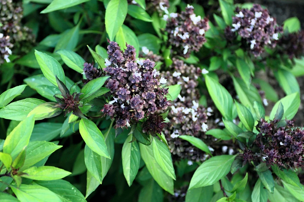 250 Thai Basil Seeds - Siam Queen Ocimum Thyrsiflora Herb Seeds - Image 1