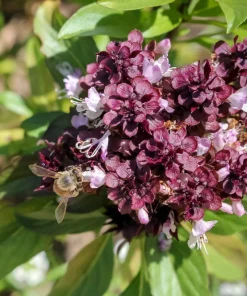 250 Thai Basil Seeds - Siam Queen Ocimum Thyrsiflora Herb Seeds - Image 2
